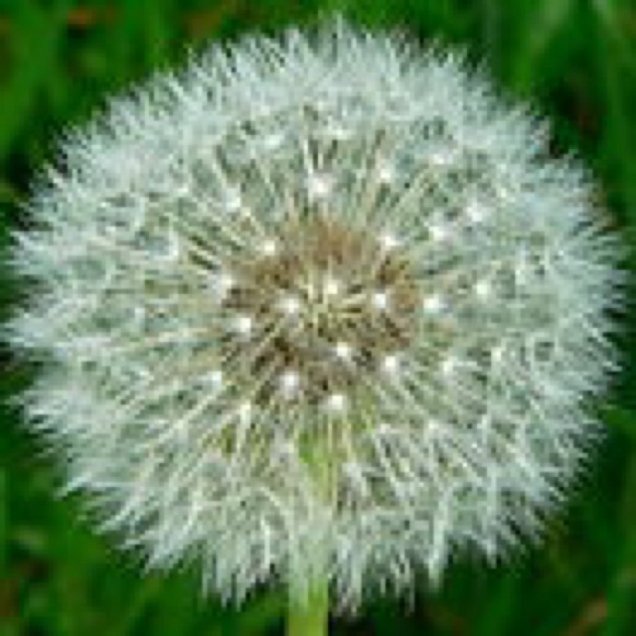 1dandelion